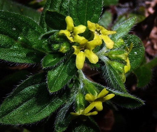 {Lithospermum tuberosum}